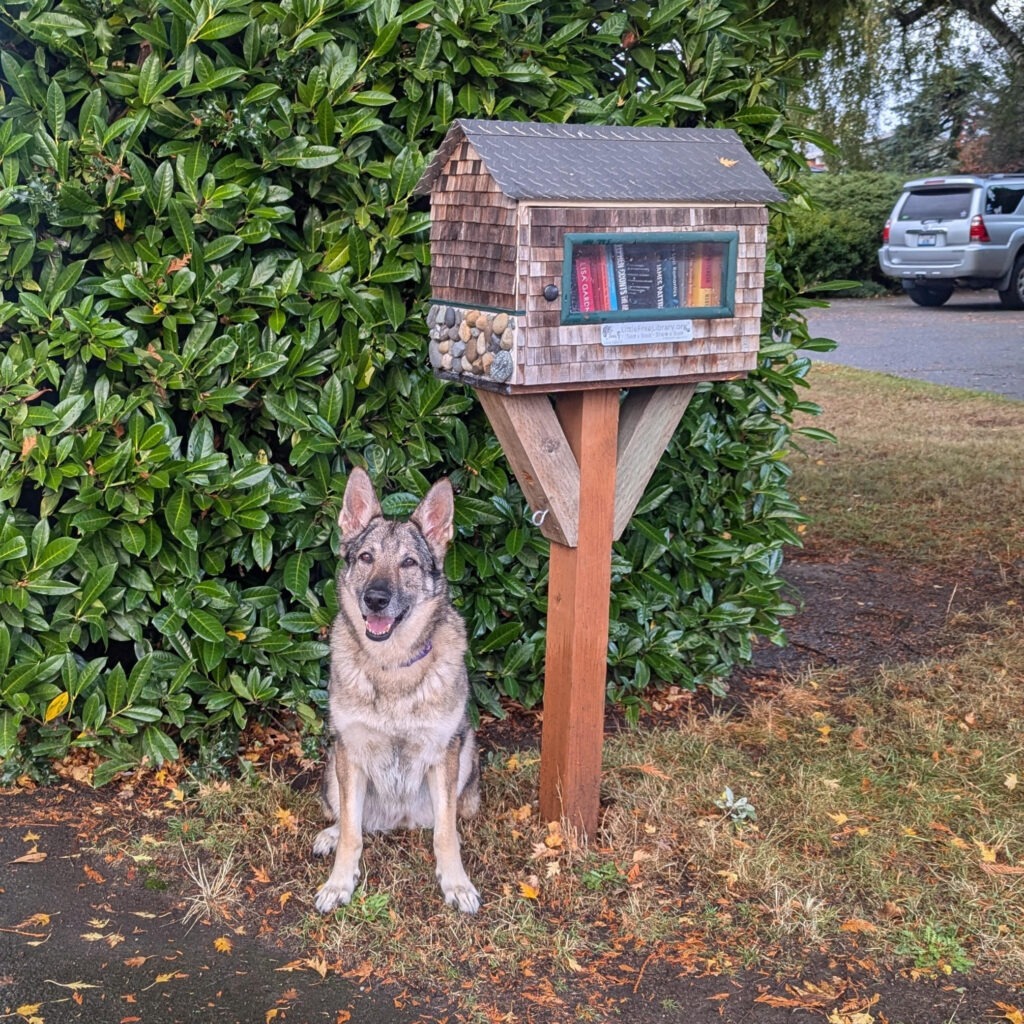 A German Shepherd sits to the left of a Little Free Library with weathered brown shingles. 